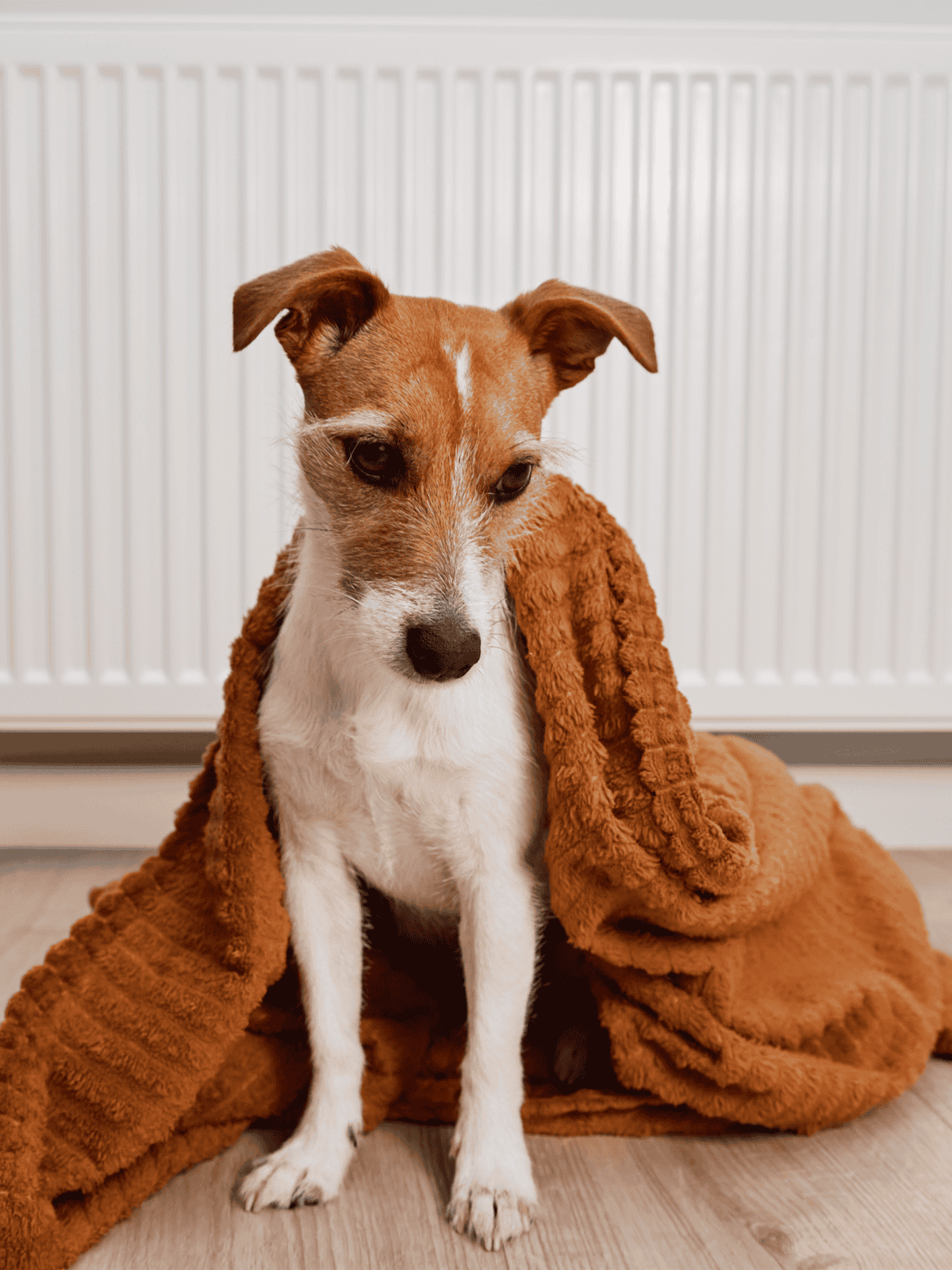 Adorable dog covered with plush brown blanket, perfect for pet comfort and cozy indoor environment.