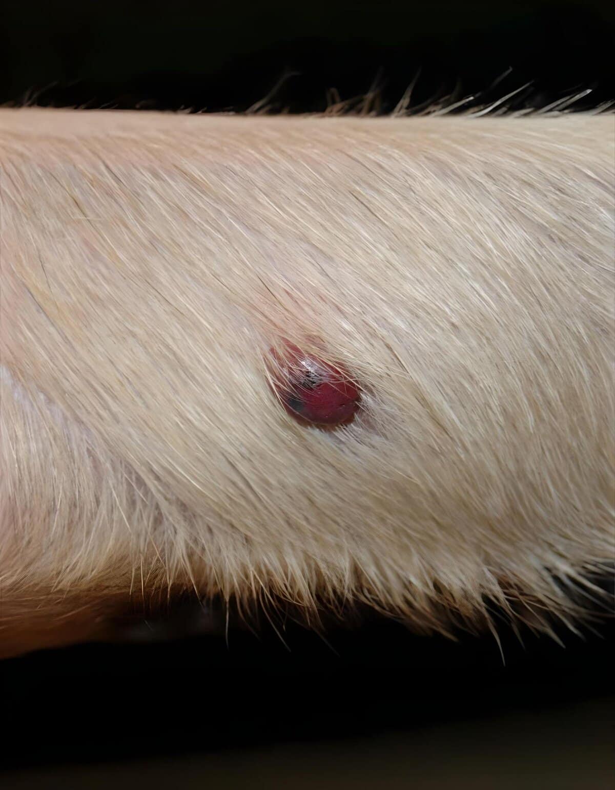 Close-up of a small red lump on a dog's skin, indicating a skin irritation or bite.