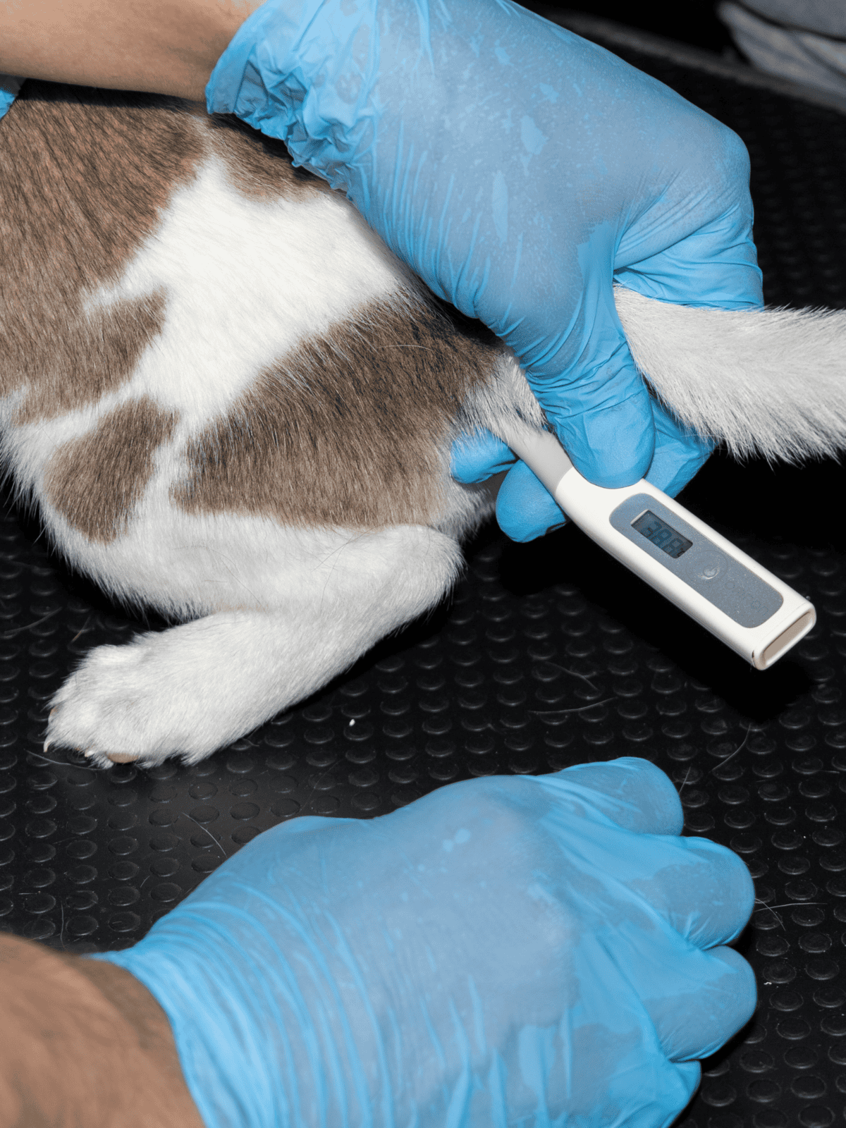 Digital thermometer taking dog's temperature.