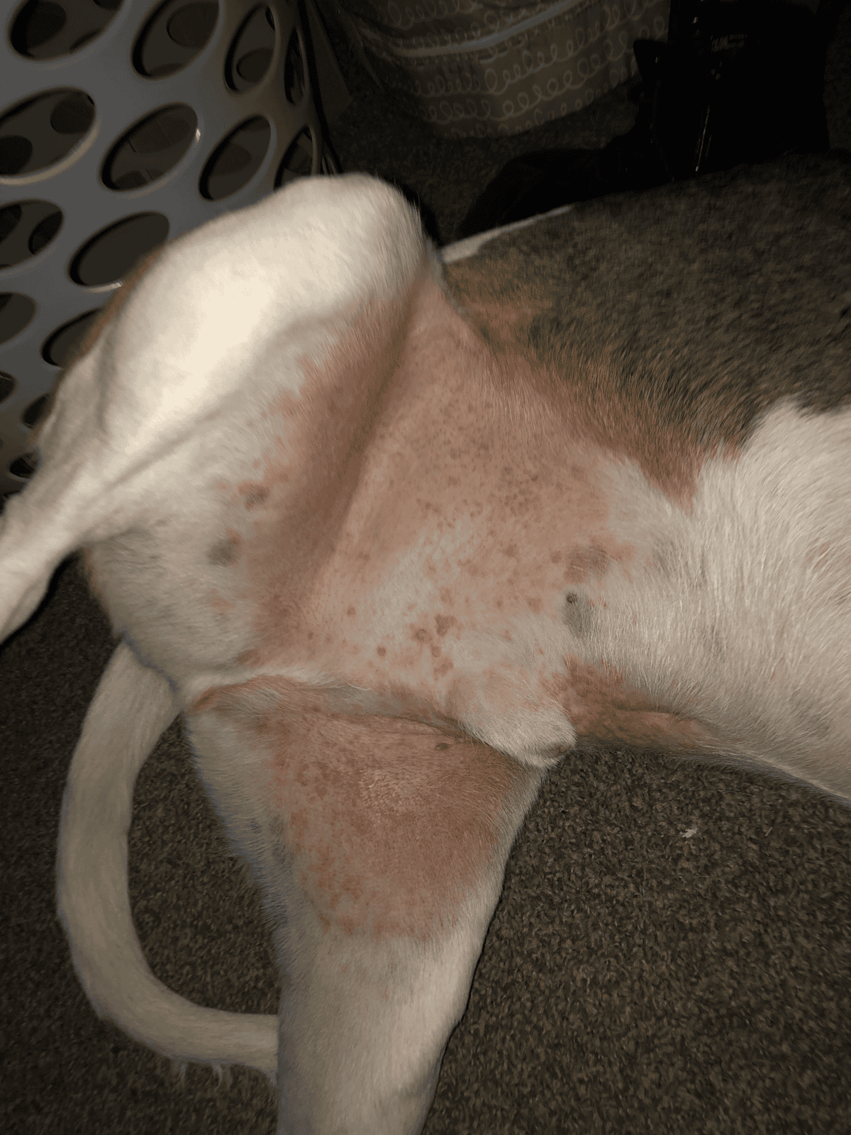 Close-up of a dog’s belly showing skin irritation, spots, and possible allergies or skin conditions.