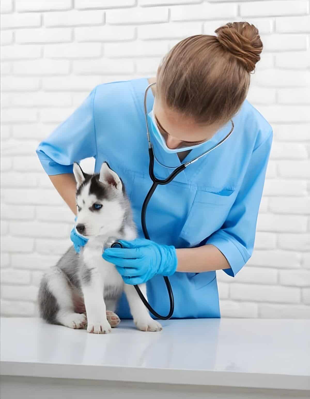 Dogvet, puppy, veterinarian, pet health check, clinic, husky.