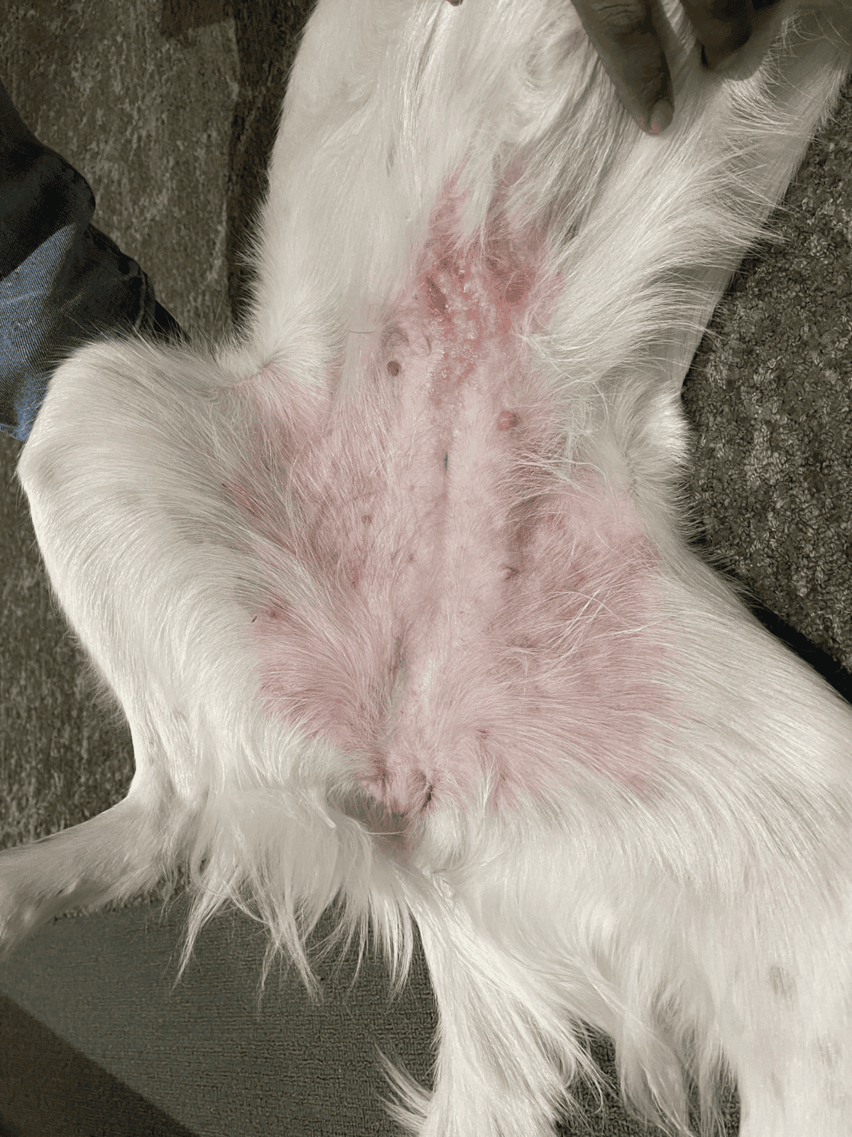Close-up of a dog's abdomen showing irritated and inflamed skin.