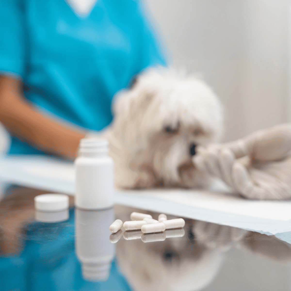 Dog medication and health care at veterinary clinic. Small white dog getting vet treatment.