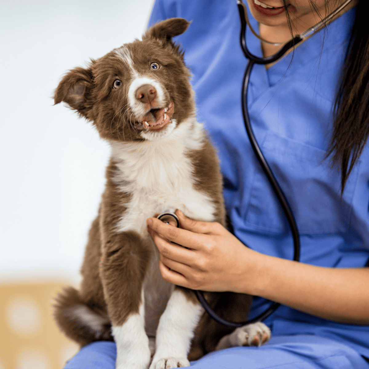 Vet examining a playful Australian Shepherd puppy using a stethoscope.