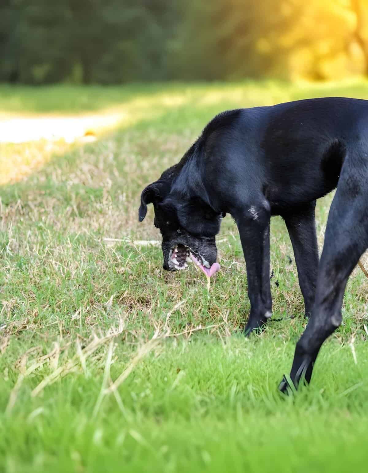 Adorable black dog exploring outdoors during daylight, playing in the grass.