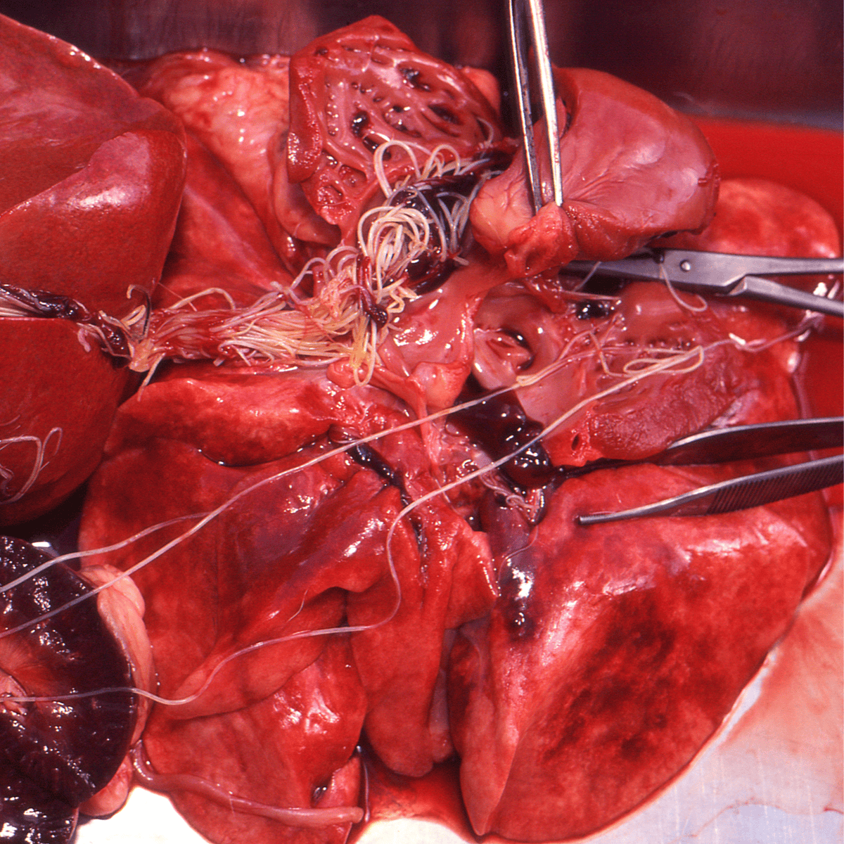 Surgical procedure on a dog emphasizing veterinary care and organ health.