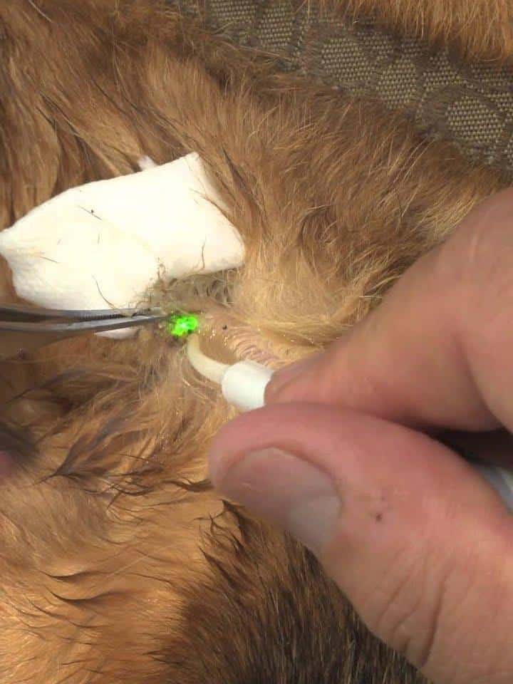 Dog anesthesia injection for surgical procedure.