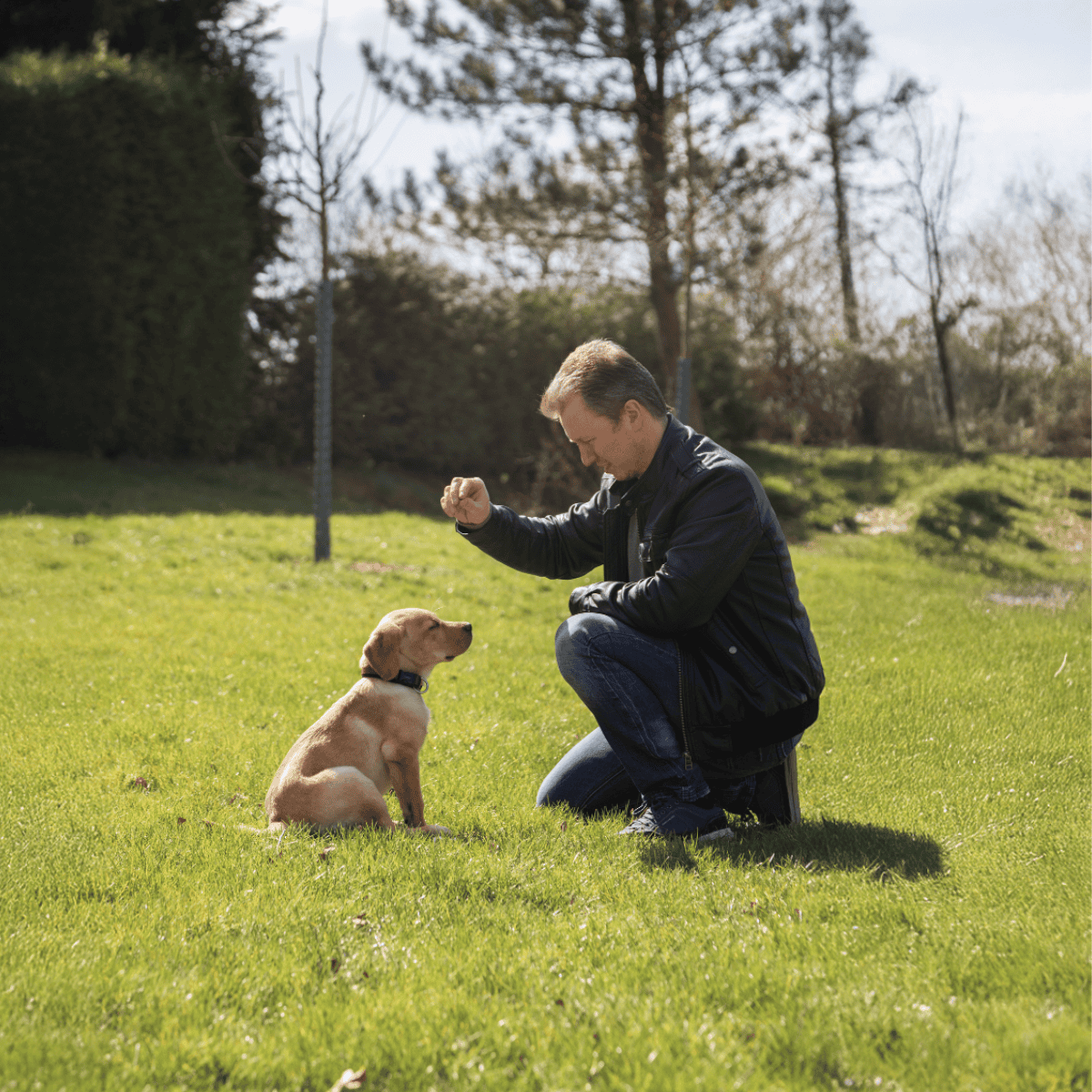 Adorable yellow Labrador puppy training outdoors with a man in a grassy park area.