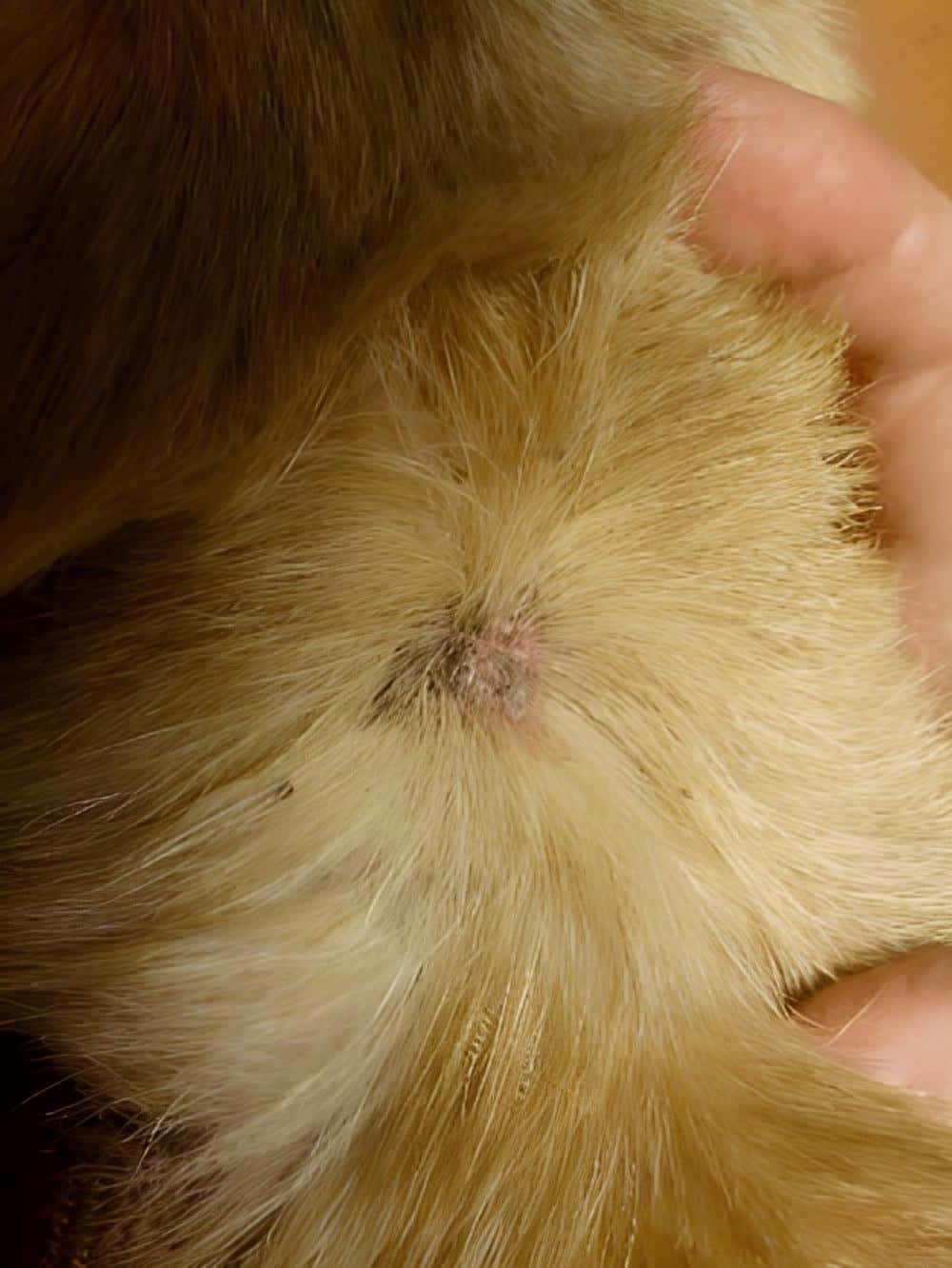 Close-up of flea bite on a dog's skin with fur surrounding it.