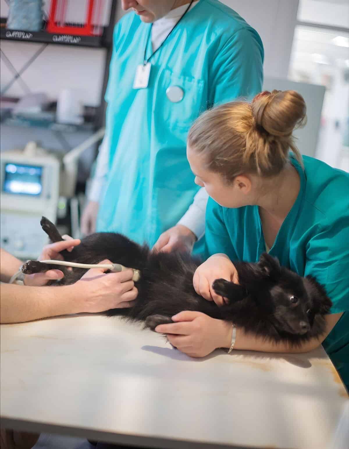 Excited veterinarians performing a thorough health examination on a black dog.