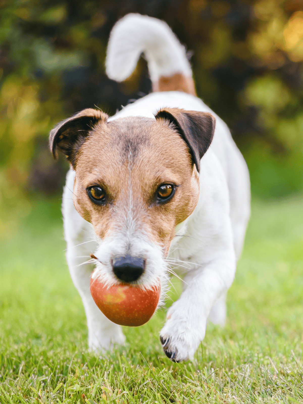 Adorable Jack Russell Terrier running on grass with a red apple in mouth.