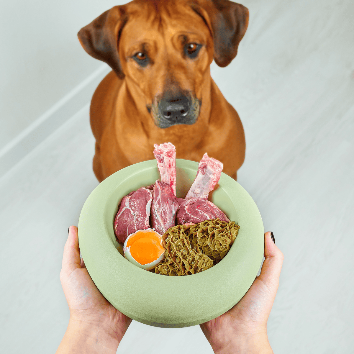 Dog eating raw steak with egg and tripe in a green bowl.