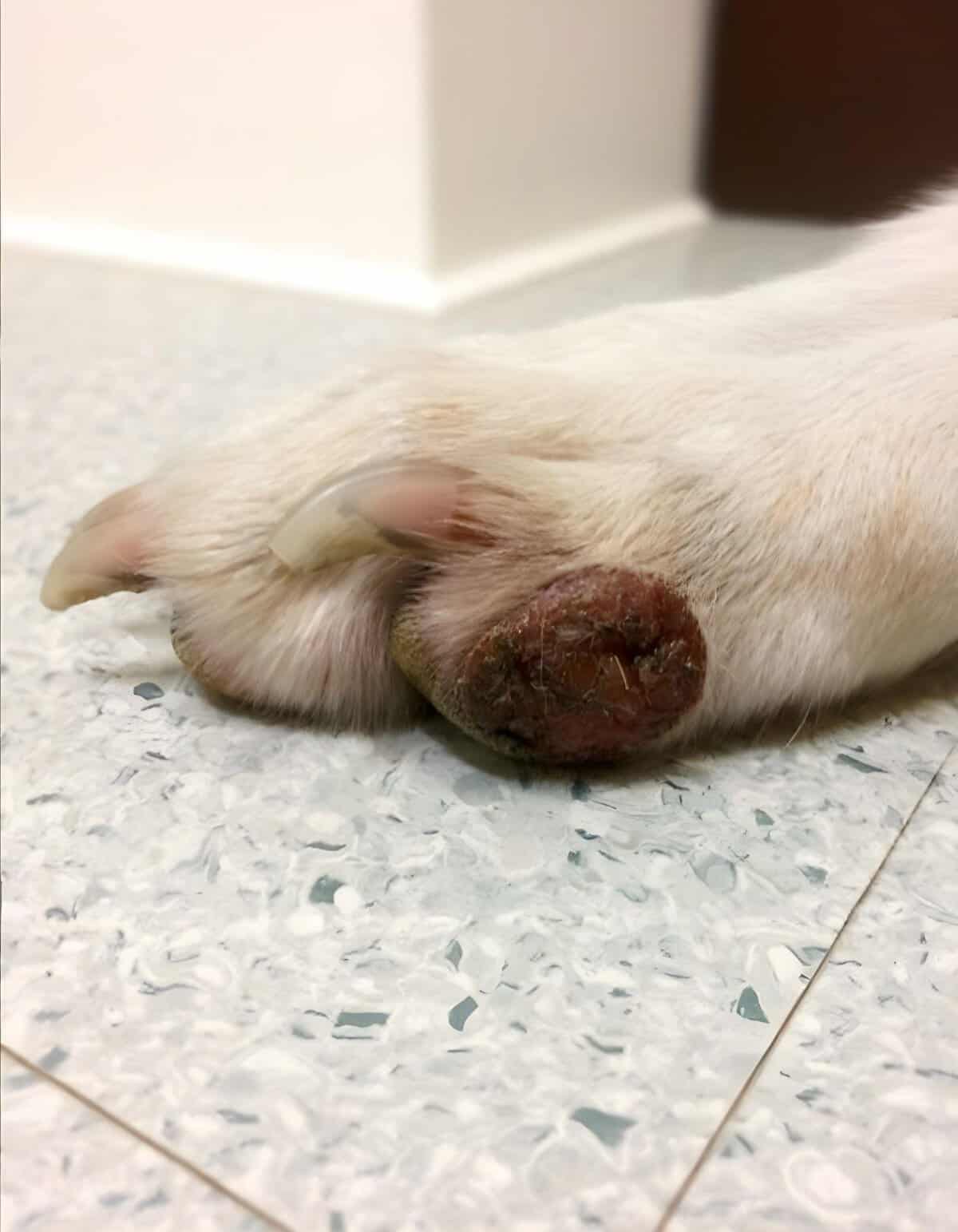 Close-up of a dog’s paw with damaged nails showing potential health concerns.