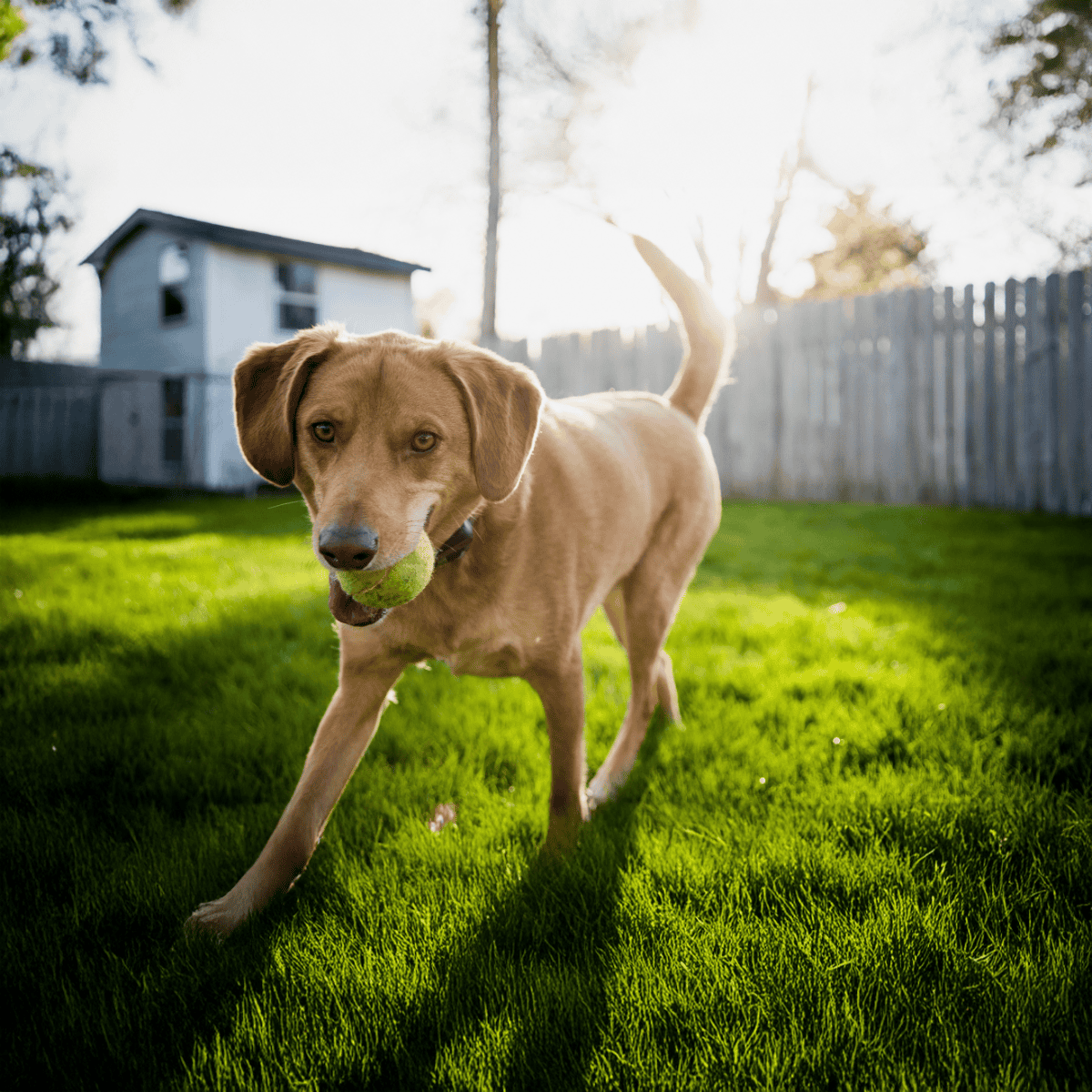 Dog with tennis ball in backyard enjoying playtime.