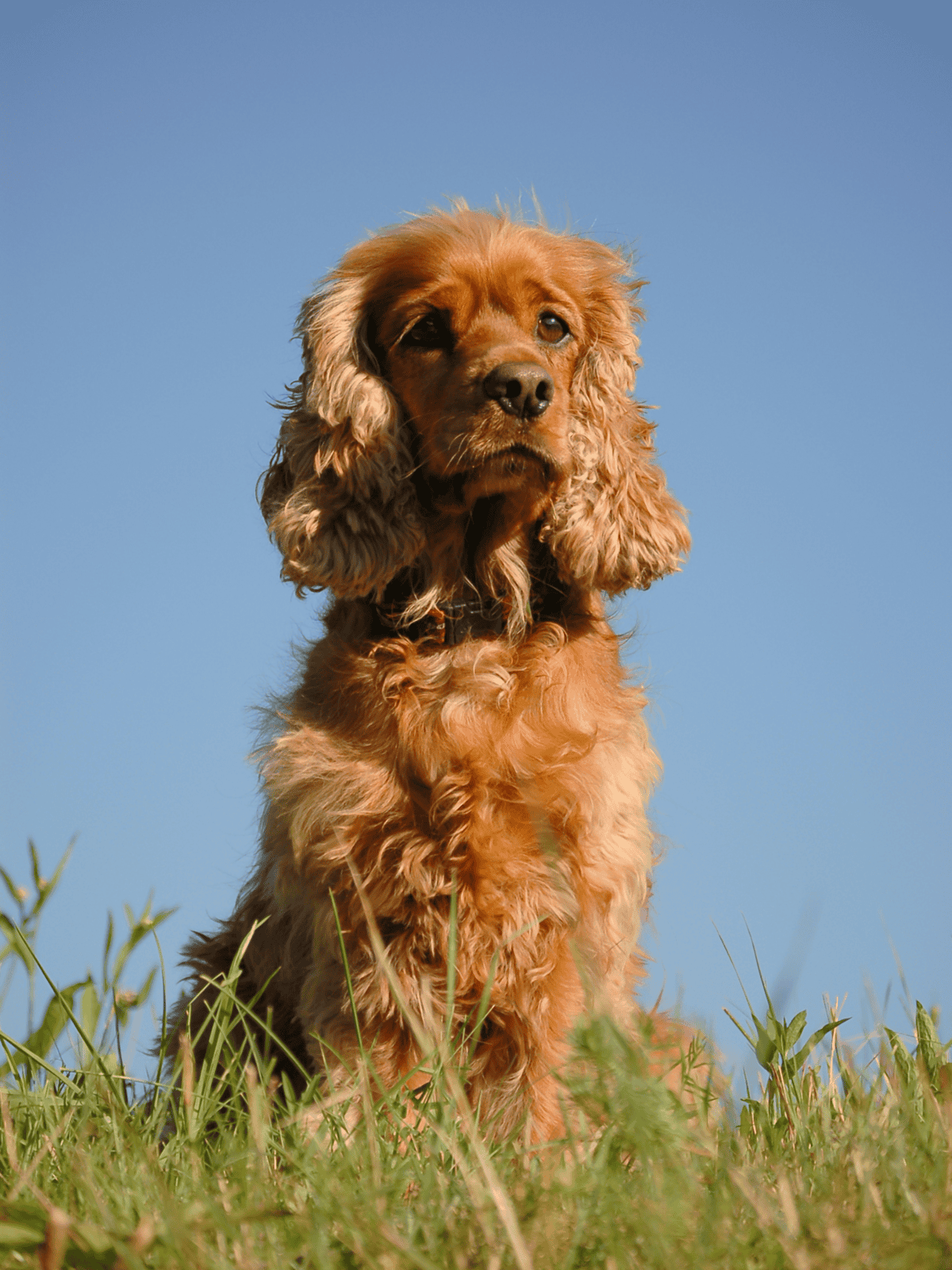 Adorable cocker spaniel puppy outdoors in green grass under a clear blue sky, showcasing playful and loyal dog companionship.