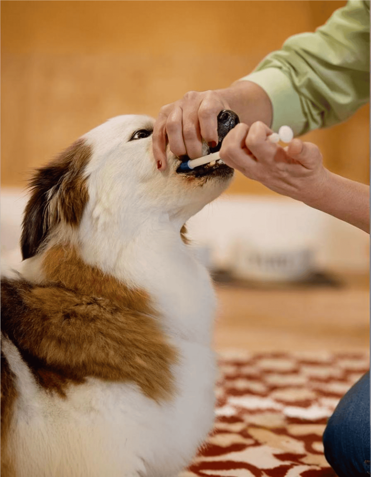 Alt text: Veterinarian cleaning an Australian Shepherd dog's teeth with a toothbrush and toothpaste.
