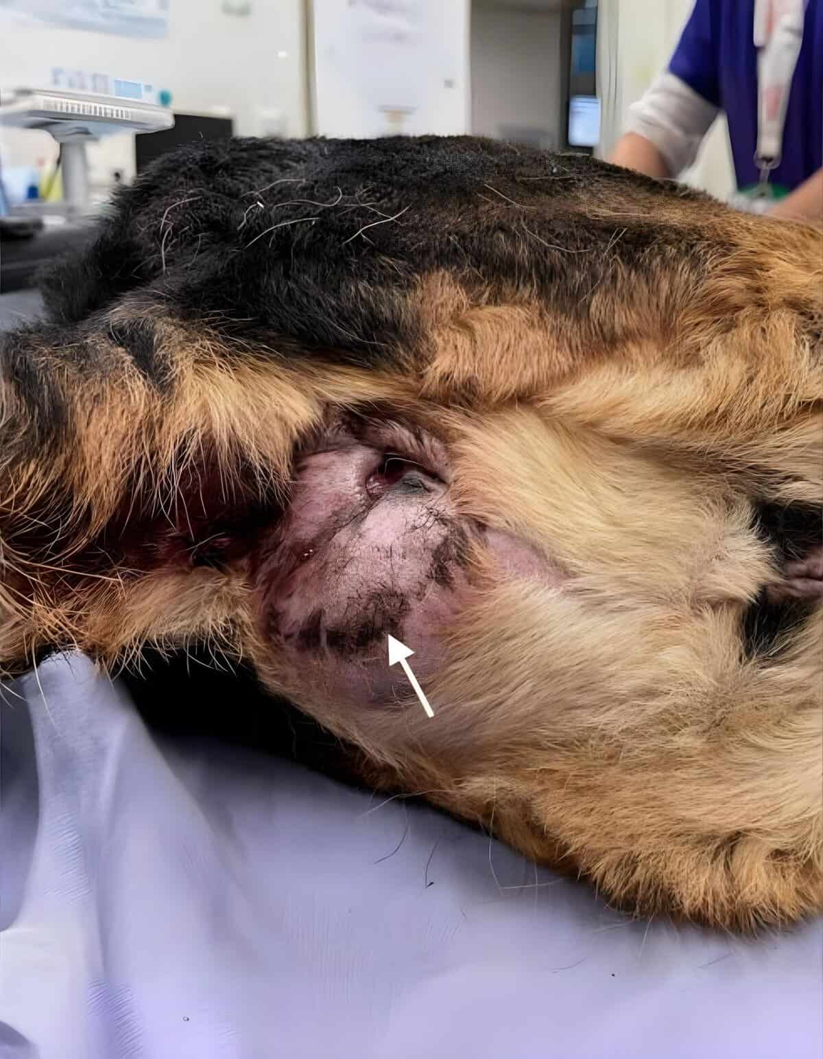 High-resolution image of a dog with a shaved area and wound, at a veterinary clinic for treatment.