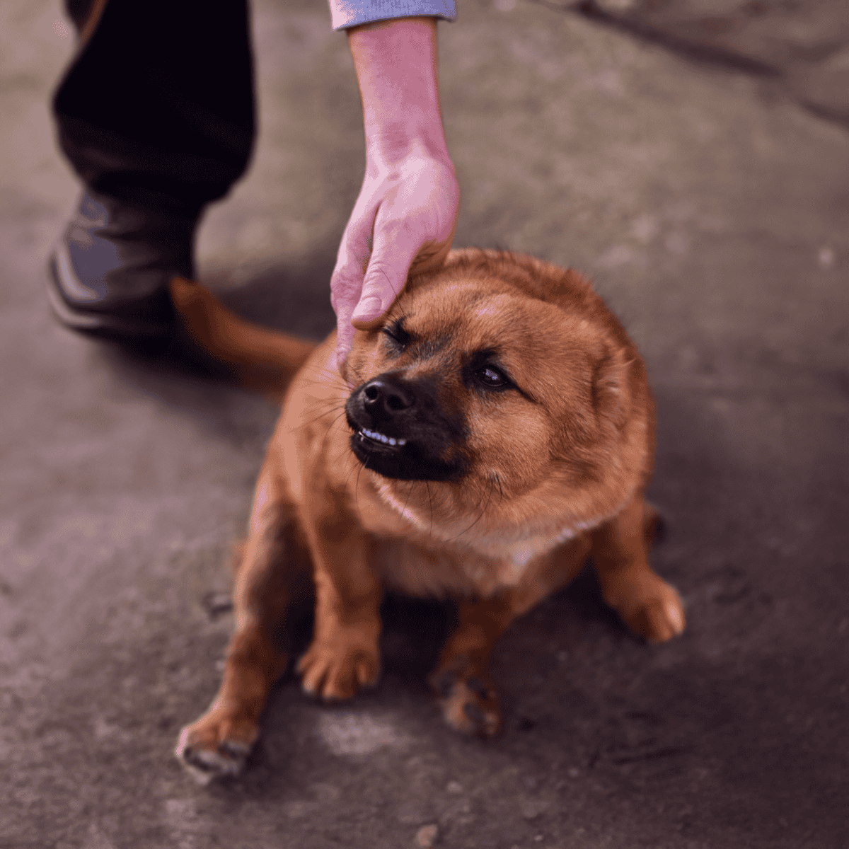 Adorable dog getting affectionate pet from owner on a concrete surface.