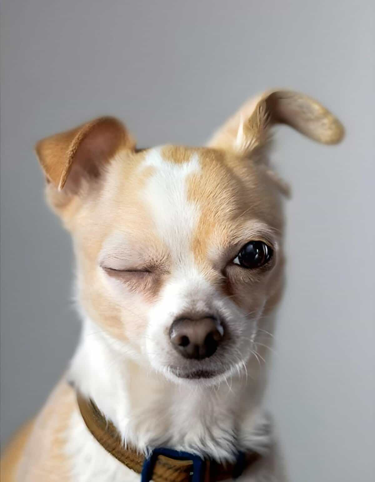 Adorable dog showing personality, perfect for pet care, dog grooming, and veterinary services.