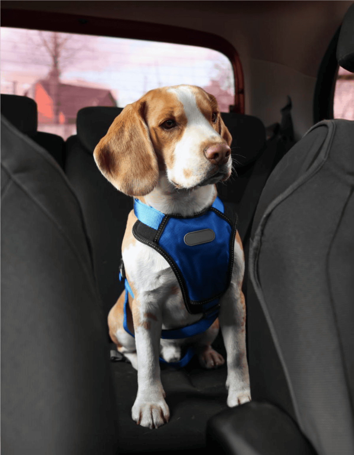Dog seat belt harness for car travel.