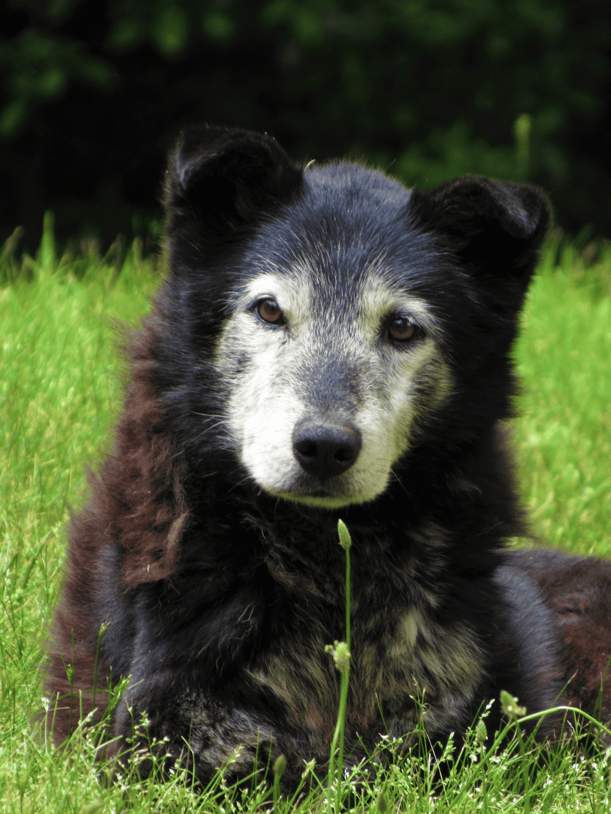 Dog rescue Siberian Husky mix with beautiful fur, lying on green grass in a park, ready for adoption.