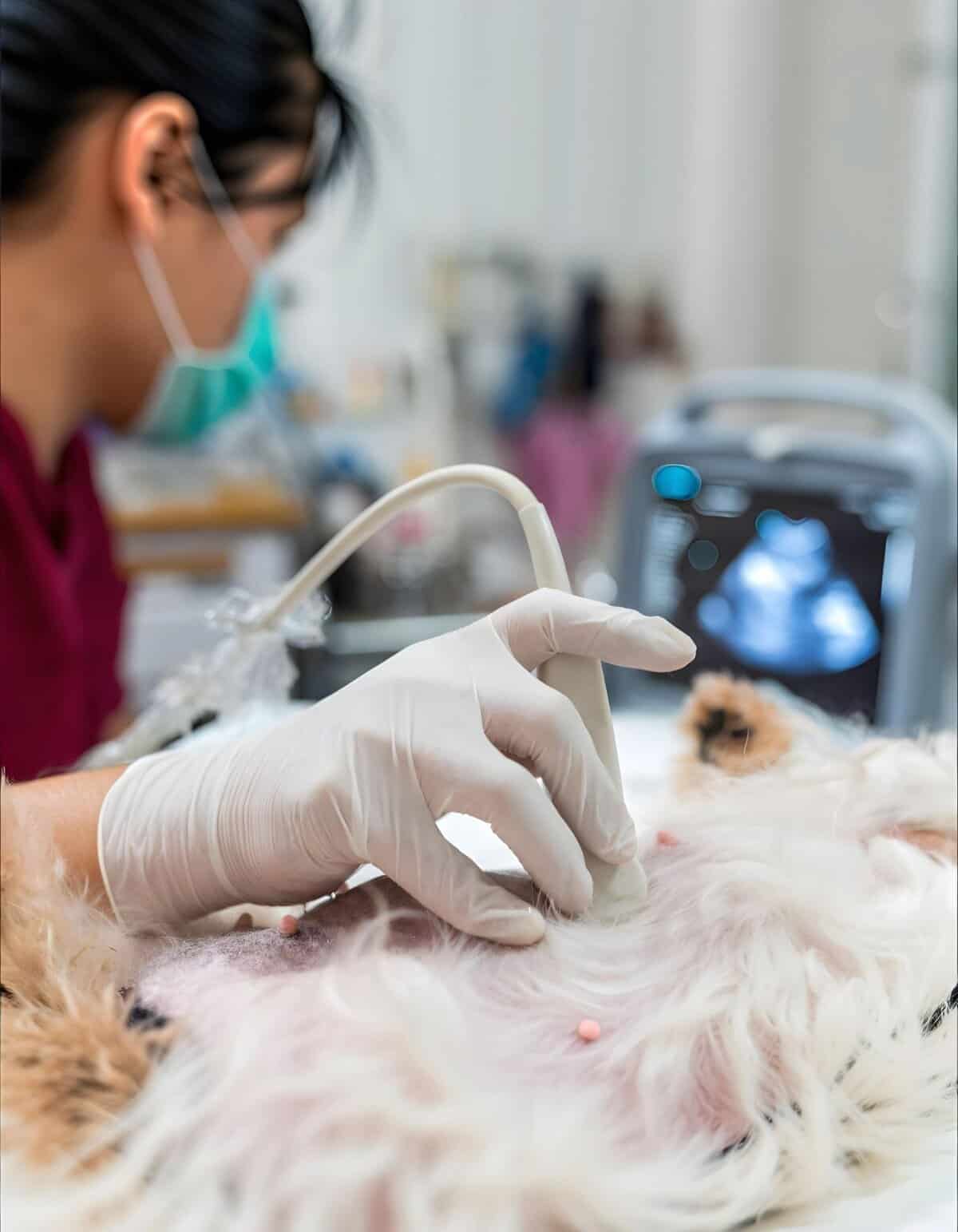 Vet using ultrasound to examine a dog's abdomen at animal clinic.