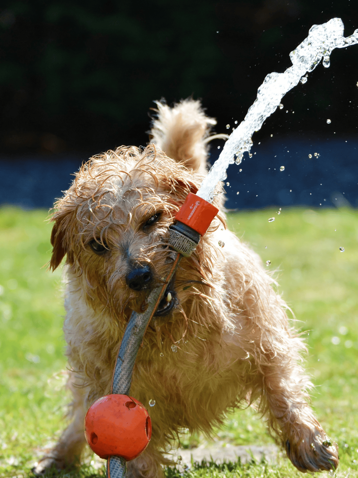 An adorable curly-haired dog enjoys a fun water playtime with a garden hose in a sunny outdoor setting.