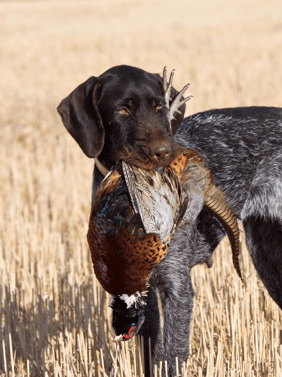 Dog with a bird in a wheat field.