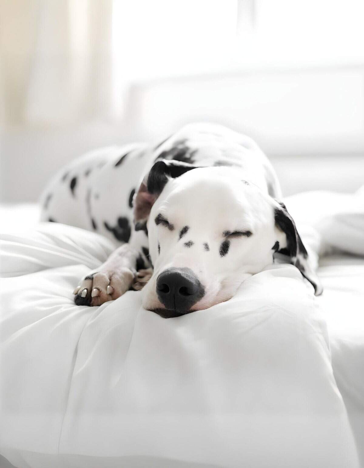 Adorable Dalmatian dog sleeping soundly on white bed.