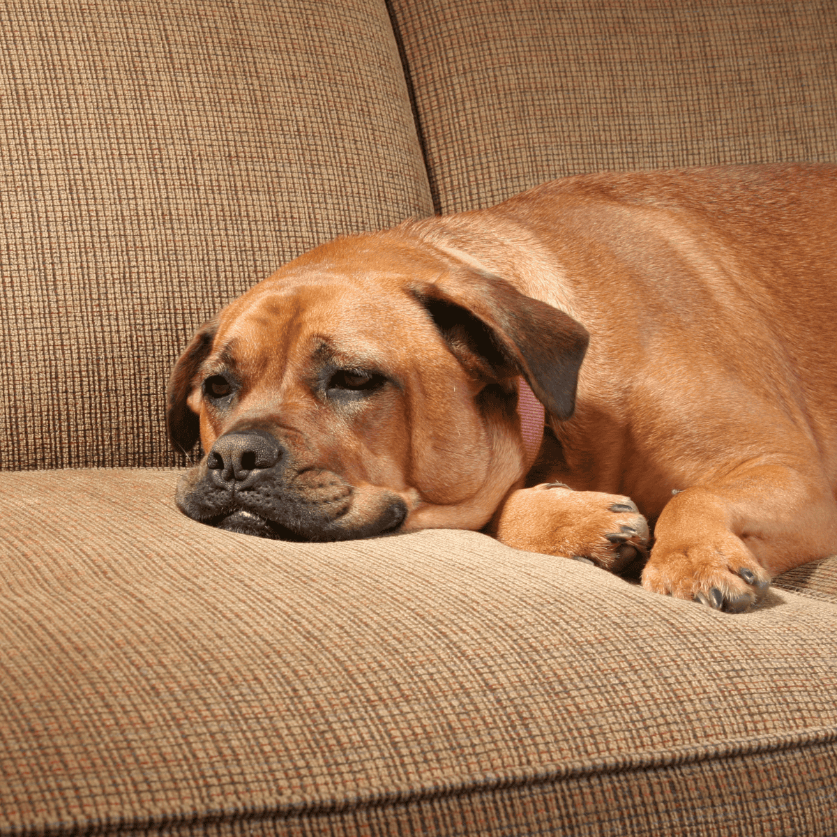 Comfortable dog relaxing on a cozy sofa, perfect for pet relaxation and lounging.