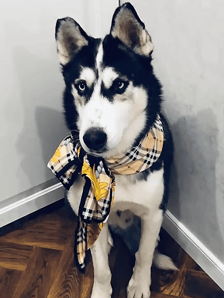 Beautiful husky with blue eyes wearing a patterned scarf.