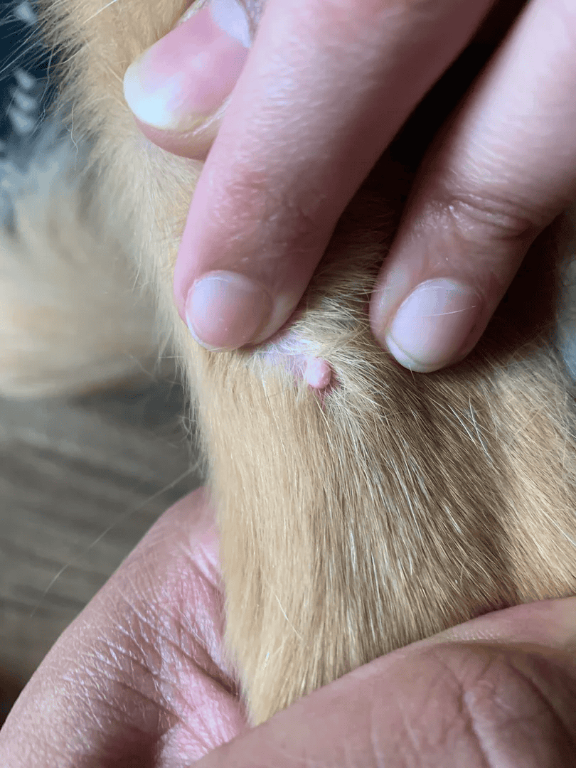 Close-up of a dog’s skin showing a small bump or lump.