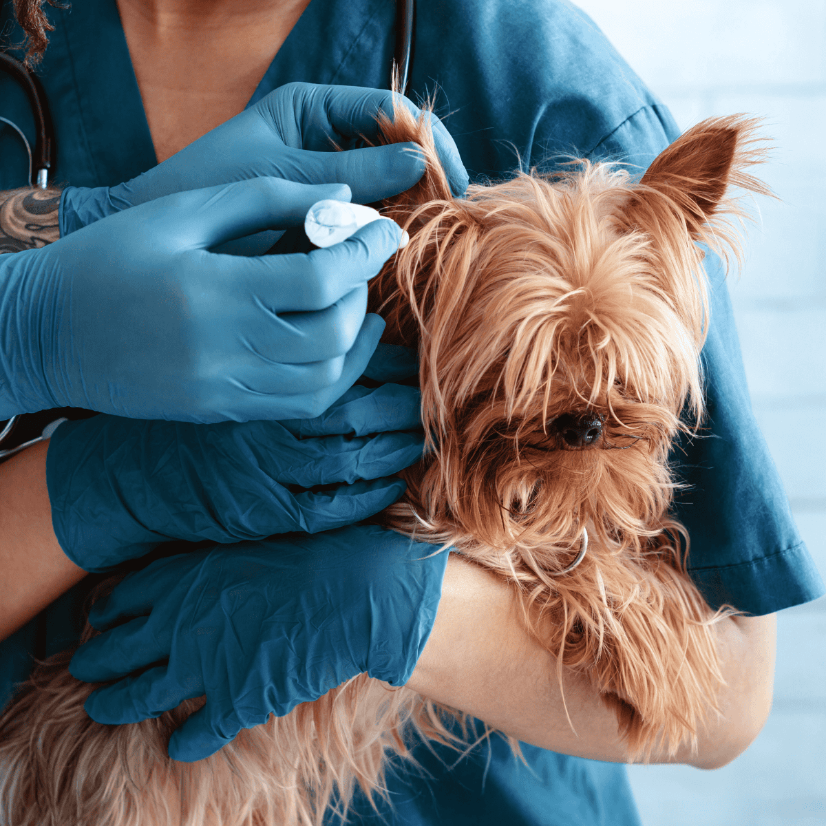 Close-up of a veterinarian giving a vaccination shot to a Yorkshire Terrier dog.