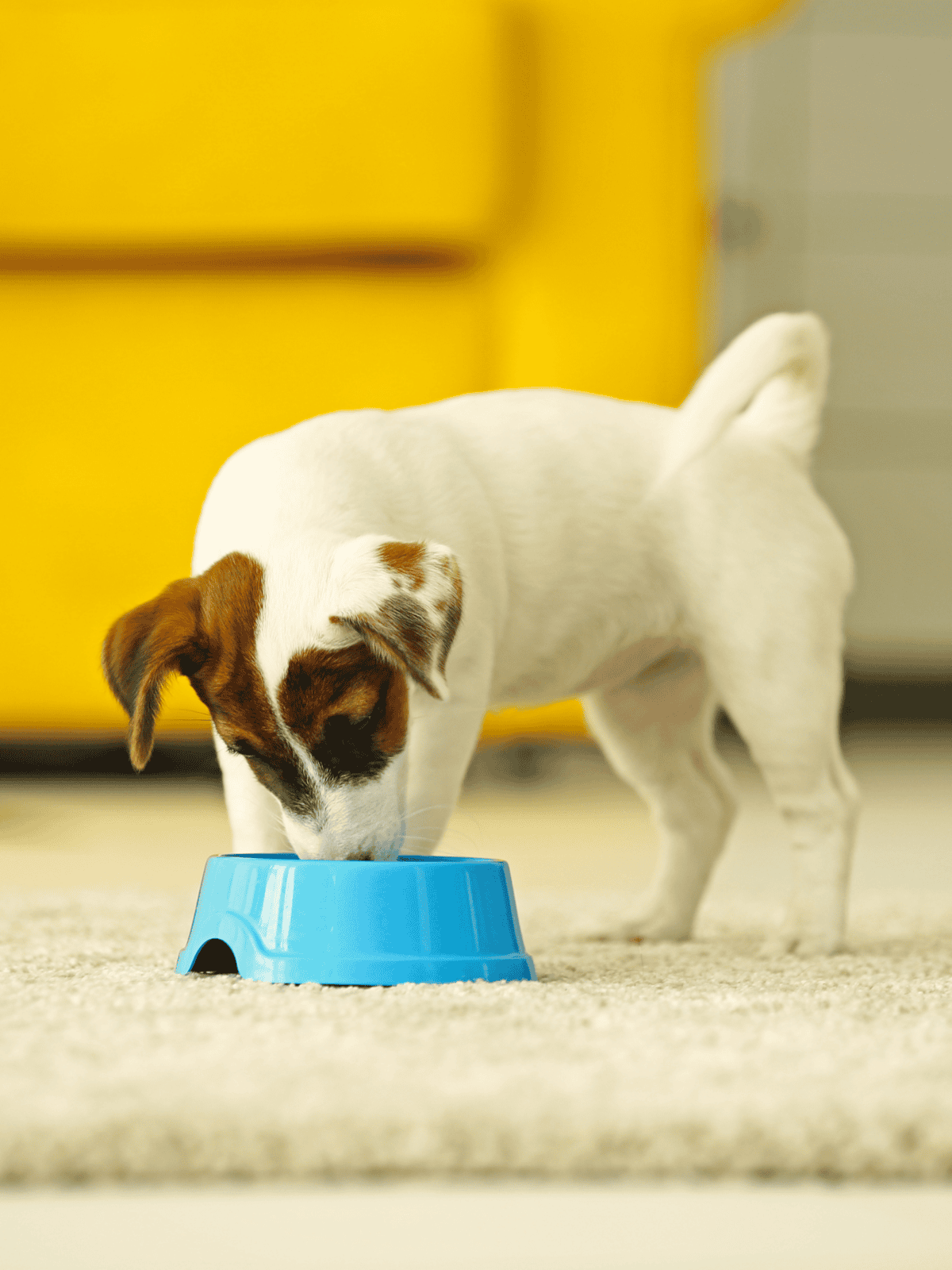 Dog eating from a blue bowl indoors, showcasing pet food solutions for dogs.