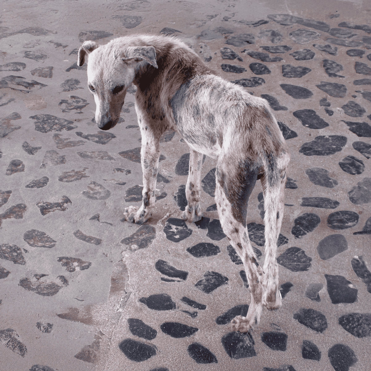 Dogfix.com rescue dog with a unique coat standing on cobblestone pavement.