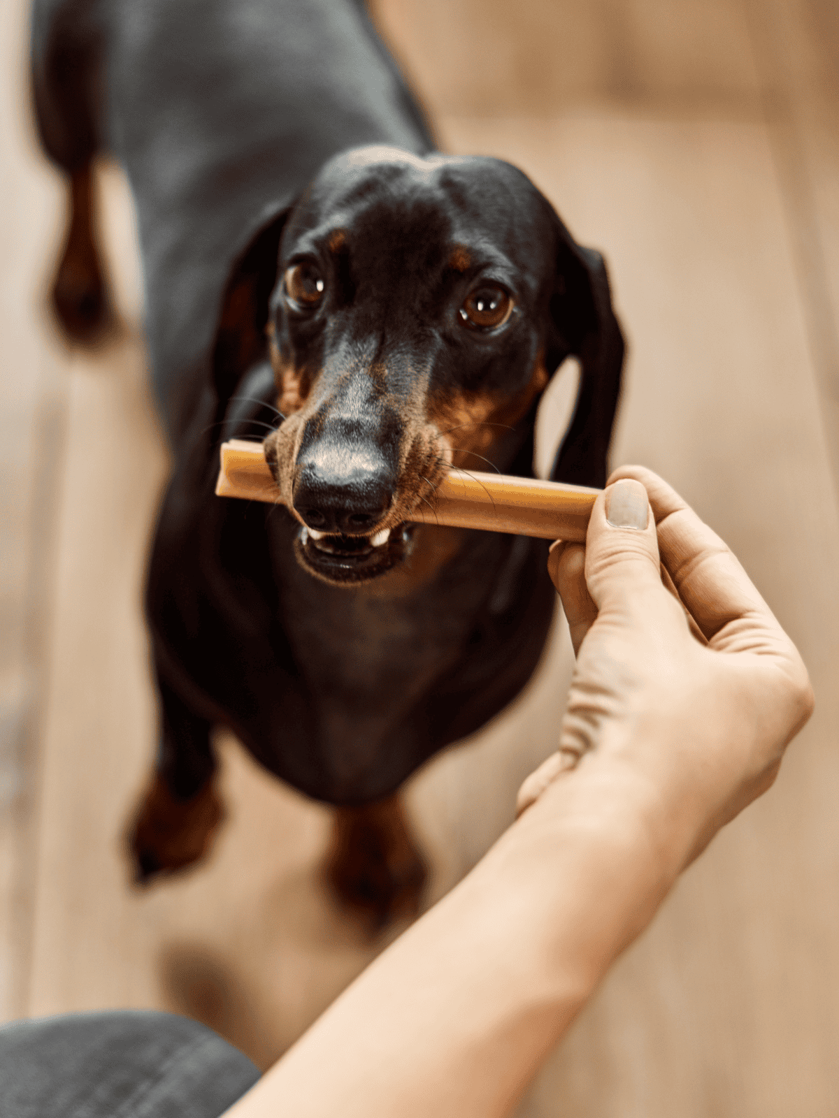 Dog holding a chew stick in mouth during training.