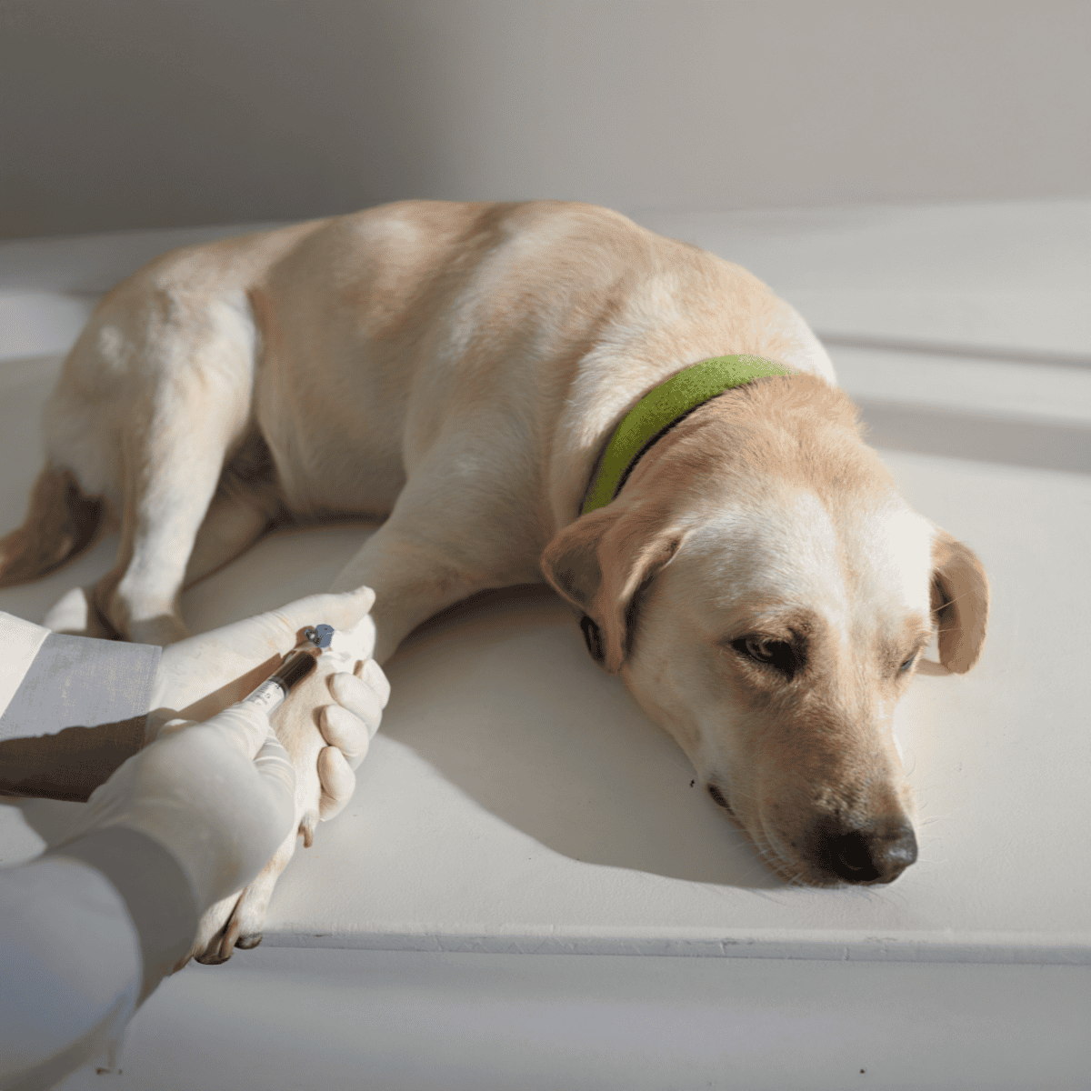 Dog receiving vaccination in a vet clinic.