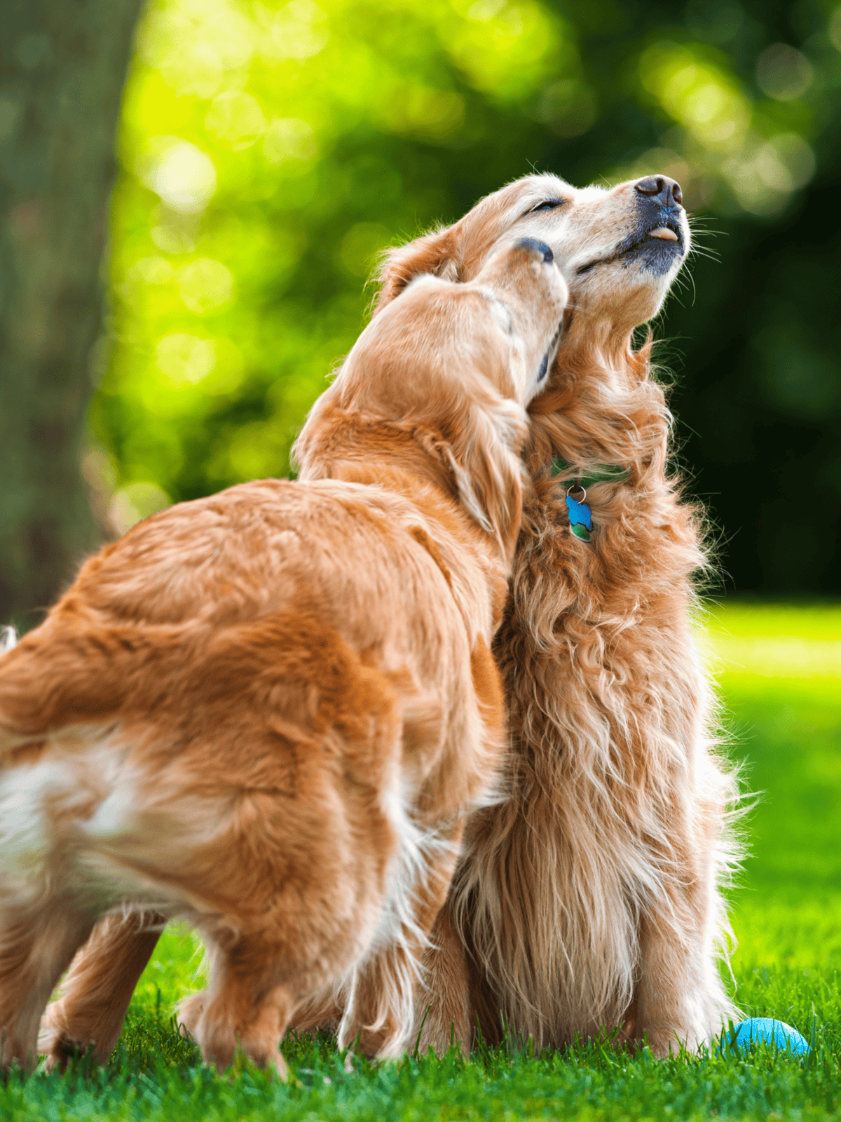 Golden Retriever dogs playing, happy dogs in a park, outdoor pet activity, friendly dogs, dog care.