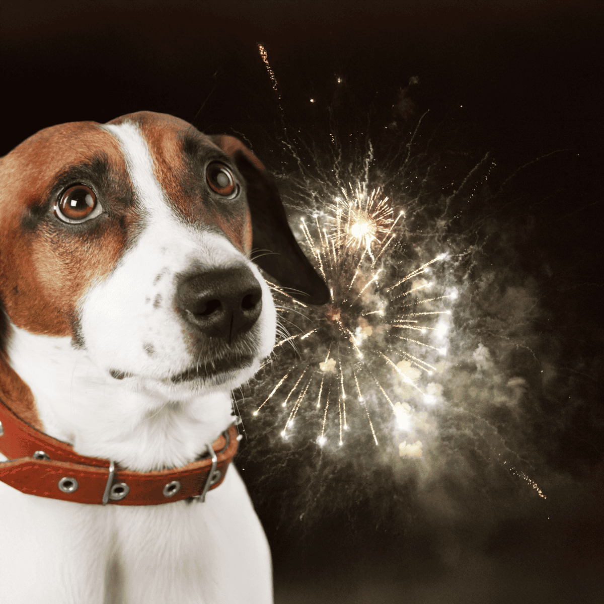 Dog watching fireworks at night, pet safety during celebrations, loud noises distressing pets.