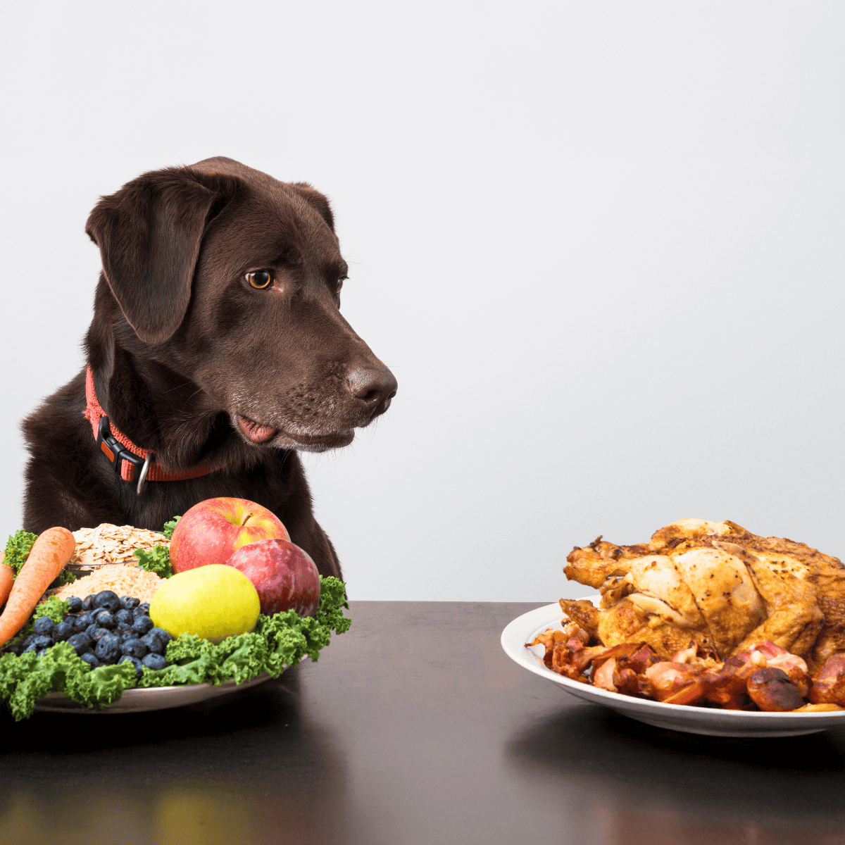 Adorable brown dog looking at a delicious meal of fruits and vegetables and cooked chicken.