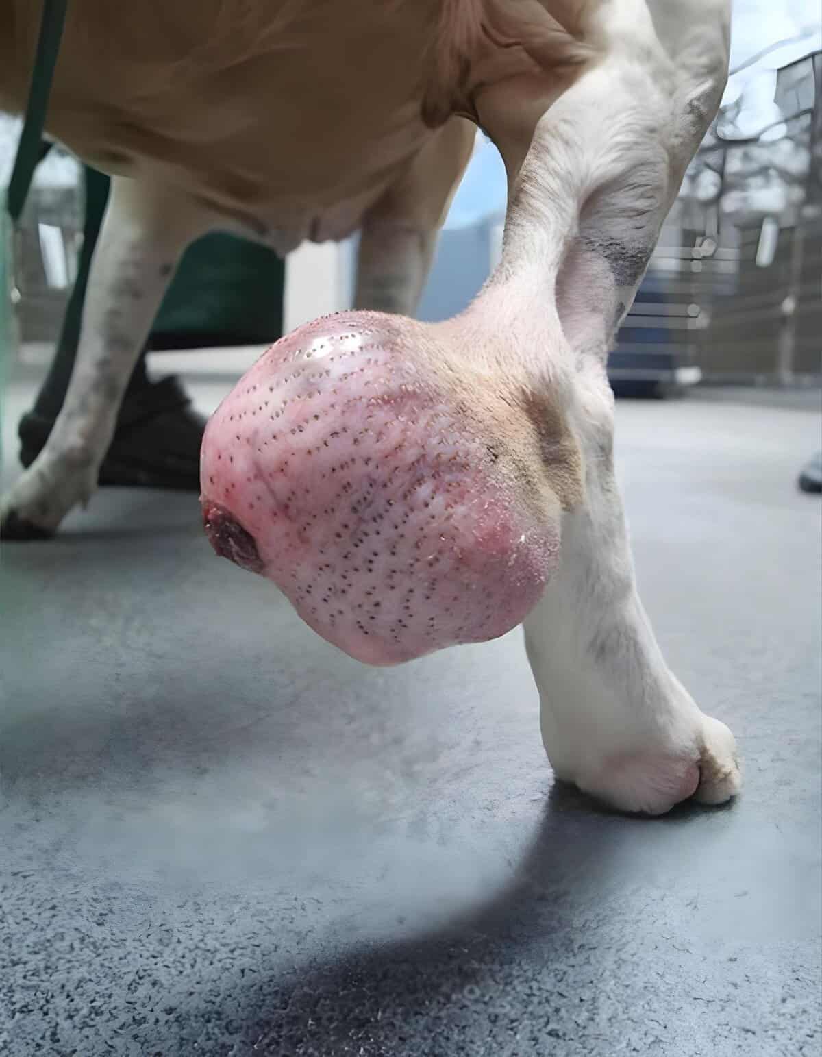 Close-up of a dog's nose showing detailed texture, emphasizing pet health and veterinary care for dogs.