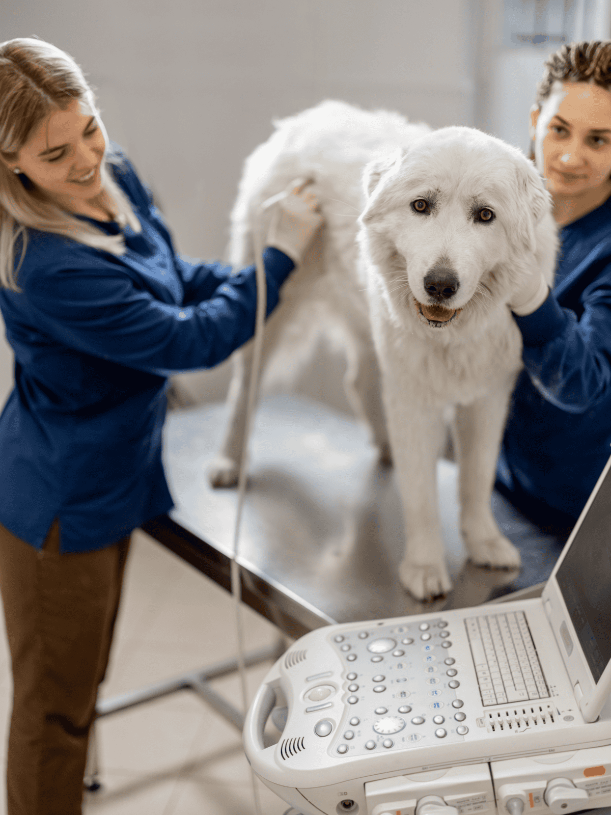 Veterinarians examining a large white dog at a vet clinic for health checkup.