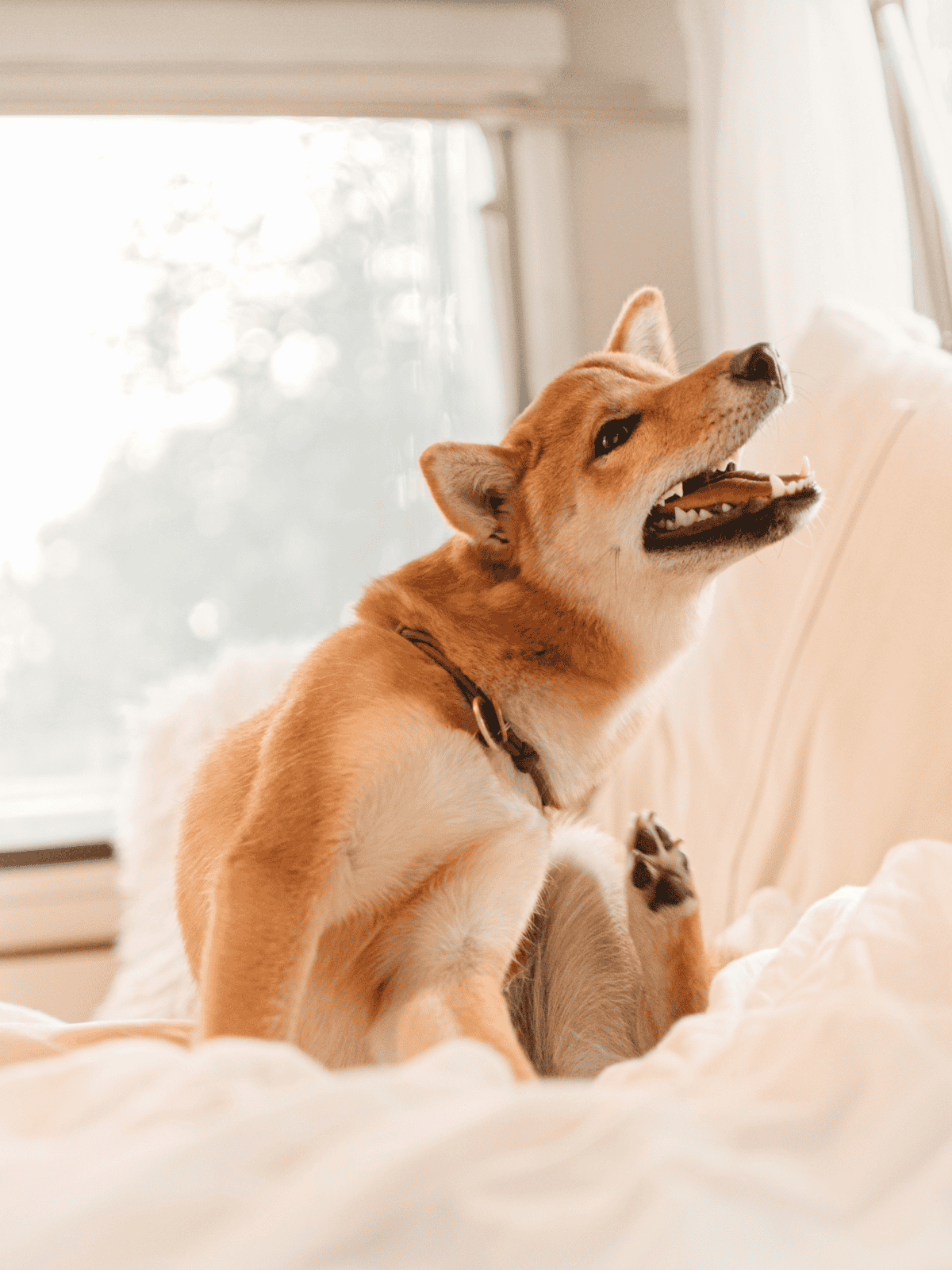 Shiba Inu dog relaxing on bed in cozy home environment, showcasing comfort and happiness.