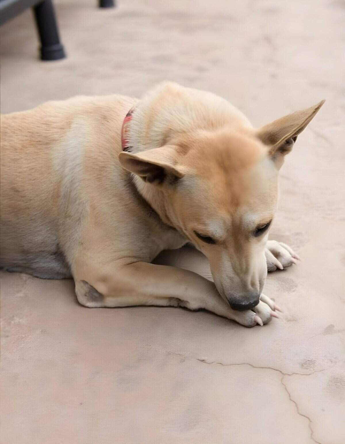 Friendly dog lying on the floor, showcasing pet comfort and relaxation.