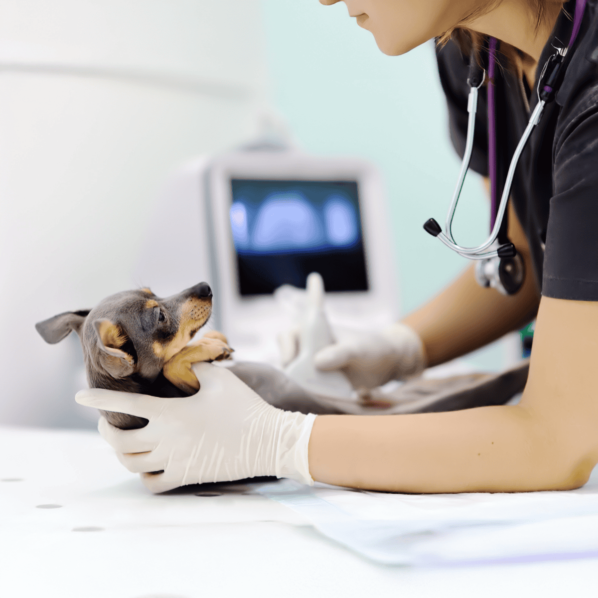 Vet performing medical exam on puppy.