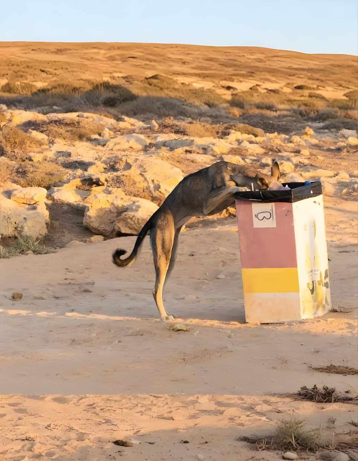 Dog scavenging food from trash in a desert landscape during sunset.