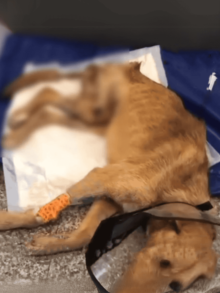 Dog sleeping with chew toy, lying on the floor with a harness, in a safe and comfortable environment.