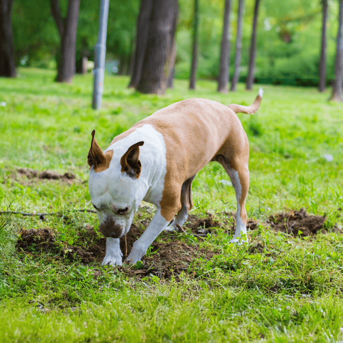 Dog digging in a lush green park, emphasizing outdoor dog activity and pet mental stimulation.