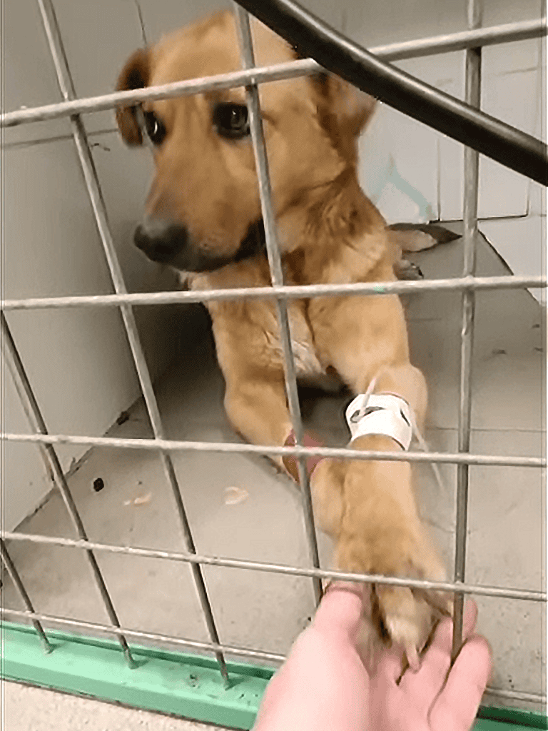 Adorable puppy in shelter reaching out for cuddles through kennel bars.