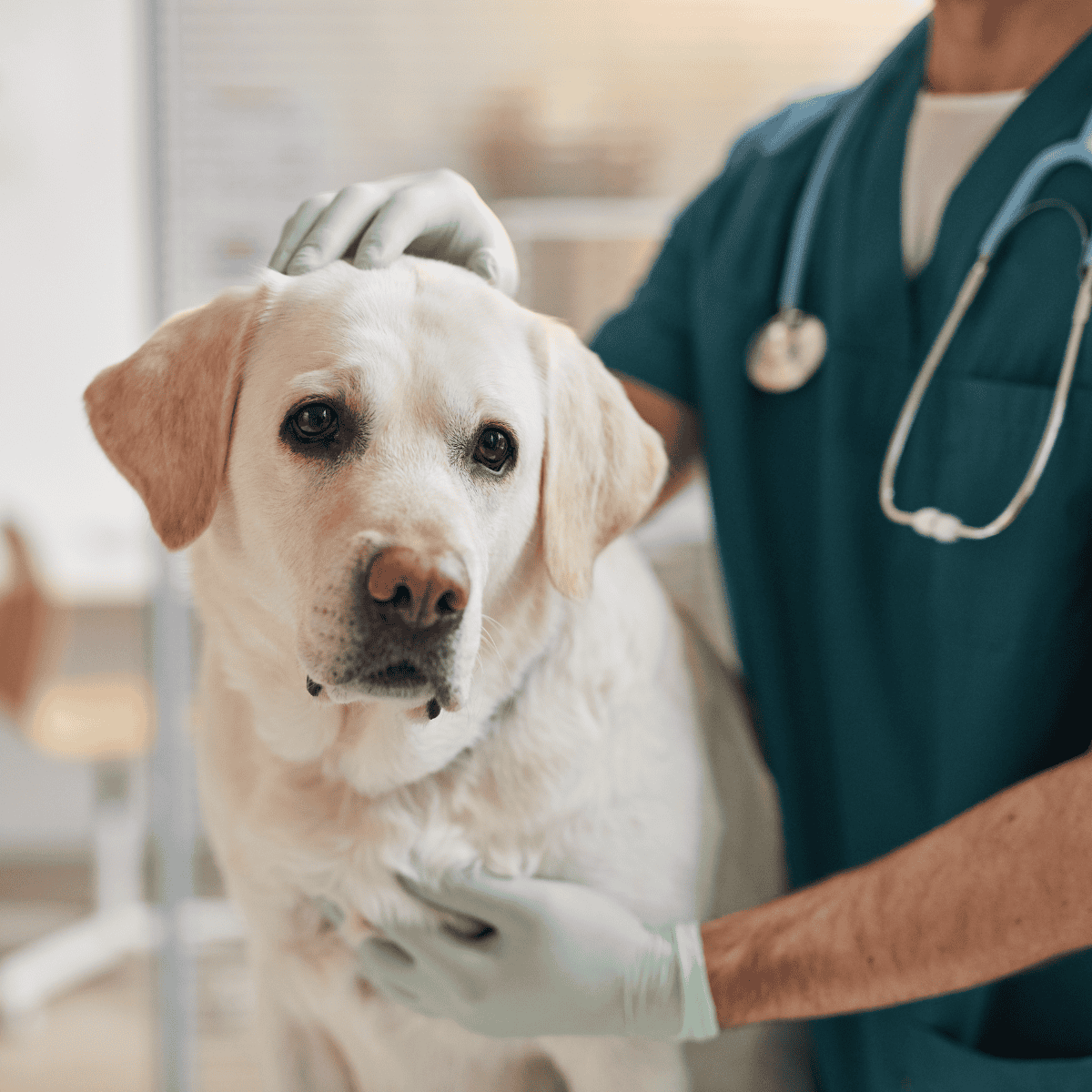 Dog health checkup and vet services for dogs. Professional pet care and veterinary support.
